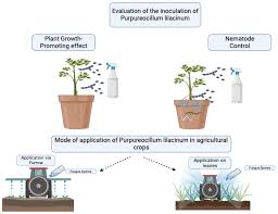 Sustainable Management of Soybean Cyst Nematodes: How Purpureocillium lilacinum Helps Farmers Combat Soil-borne Pests